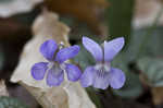 Prostrate blue violet